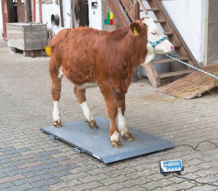 KERBL Tierwaage PS 2000 bis 1000 kg